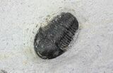Bargain, Gerastos Trilobite Fossil - Morocco #68642-4